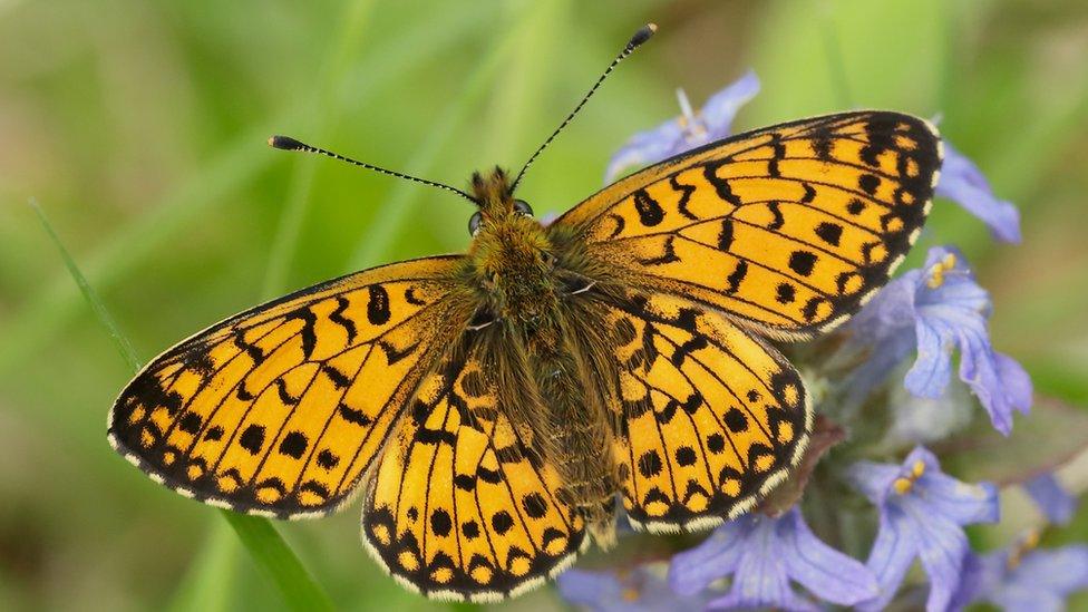 Small pearl-bordered Fritilary