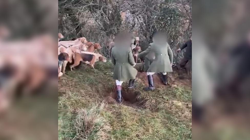 A group of hunters dressed in green dragging a fox out of its den whilst a pack of hounds wait beside them