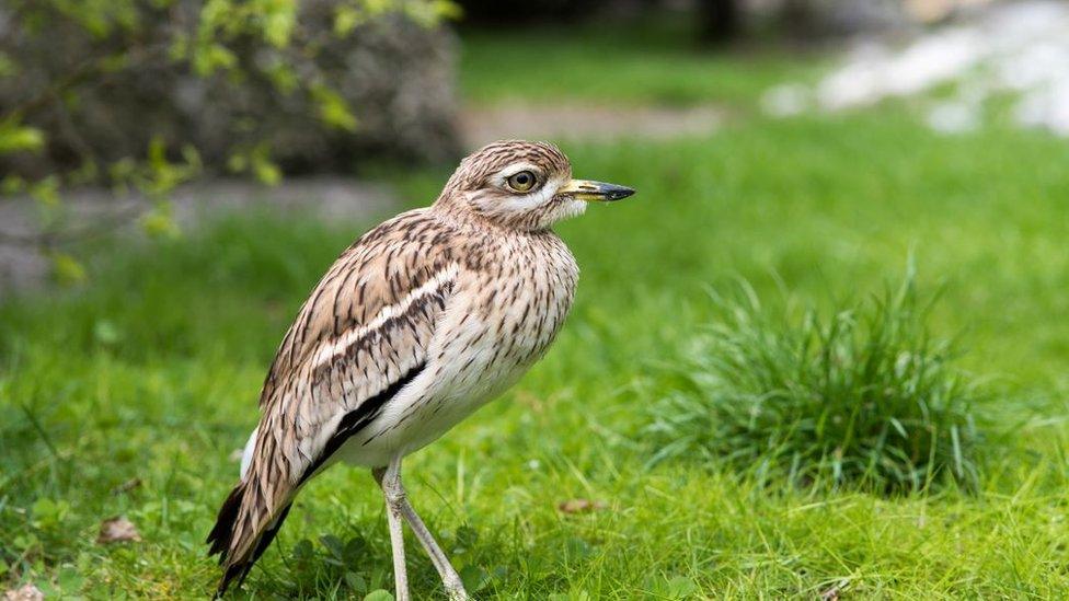 Stone curlew bird on grass