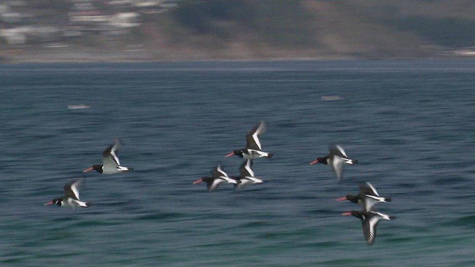 Birds flying off Looe Island