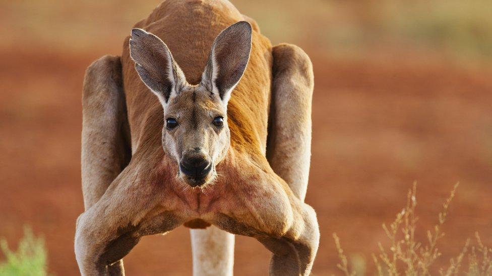 Kangaroos: Scientists name three new ancient species of kangaroo - BBC ...