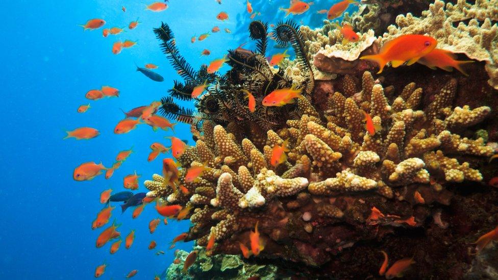 Great Barrier Reef, Australia