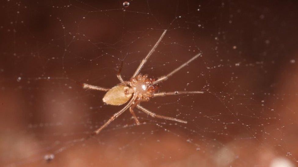 blind cave spider