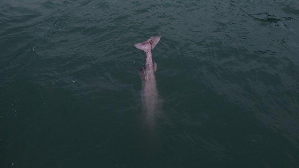 Shark tail coming out of the water