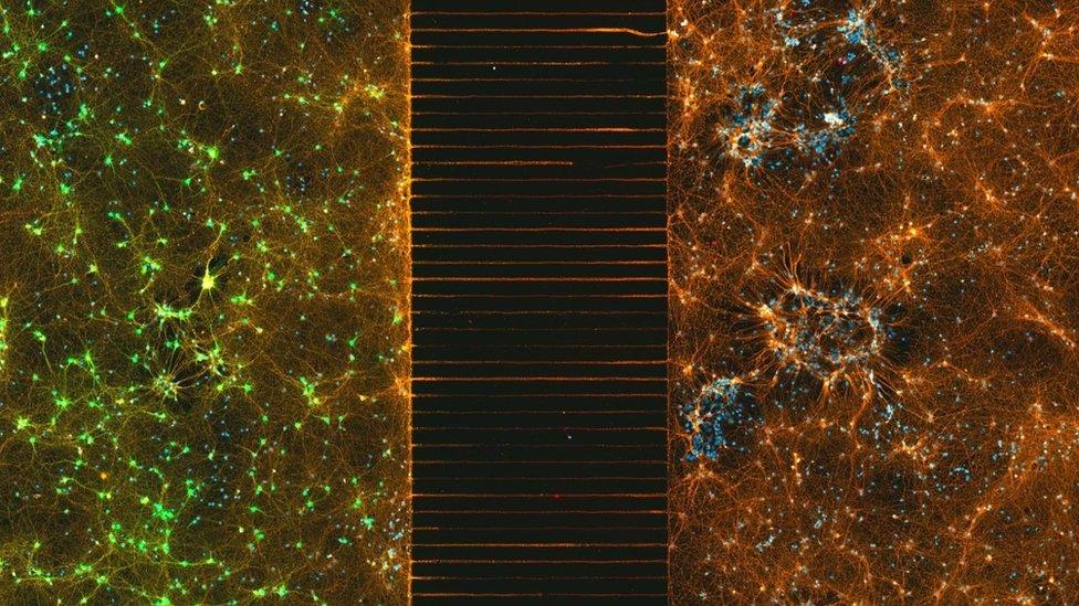 Two populations of neurons separated in a microfluidic device