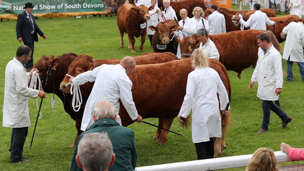 A line up of cows at the Royal Welsh Show