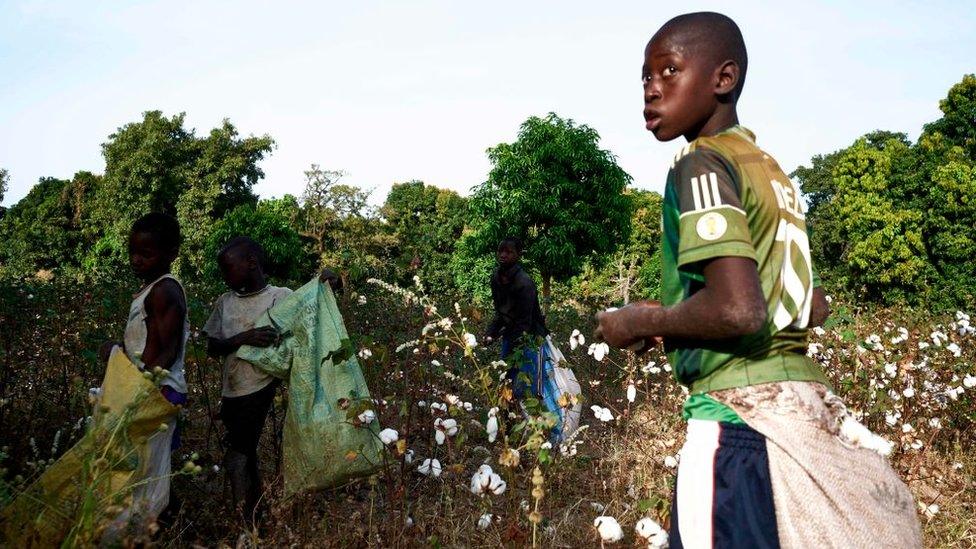 Children pick cotton during the harvest in southern Mali on November 29, 2018