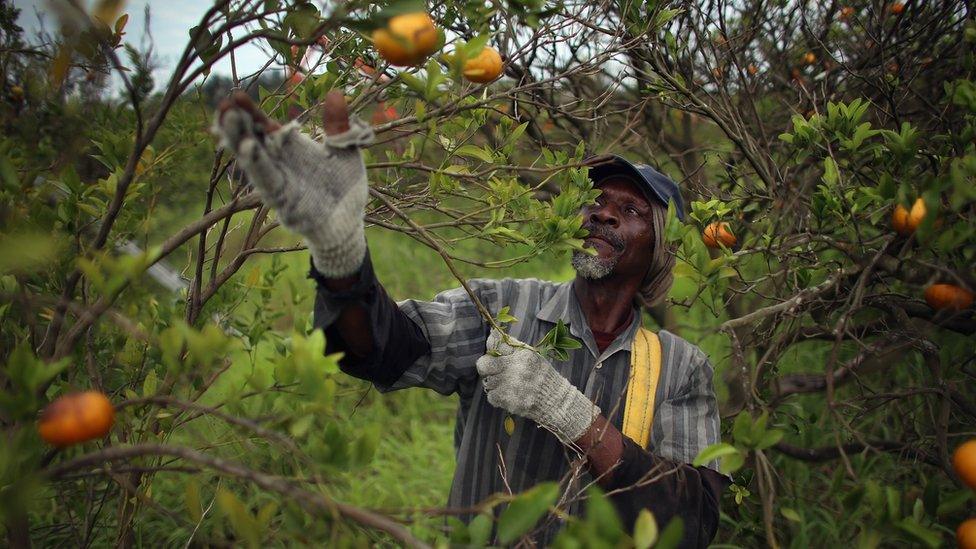 David Hill harvests tangerines as the citrus industry tries to find a cure for the disease 'citrus greening' that is caused by the Asian citrus psyllid, an insect, that carries the bacterium, 'citrus greening' or huanglongbing, from tree to tree on May 13, 2013 in Fort Pierce, Florida.