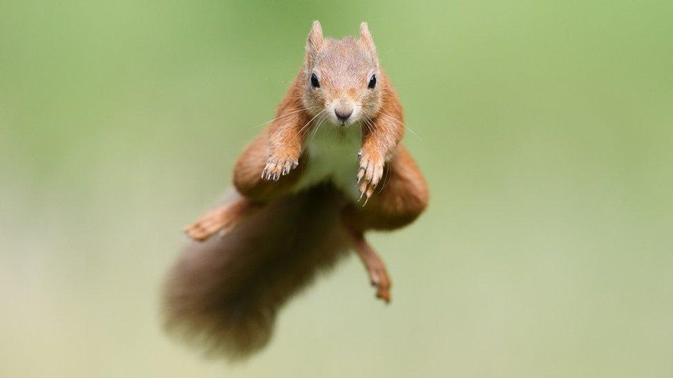 Red squirrel