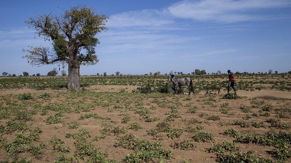 Peanut farming