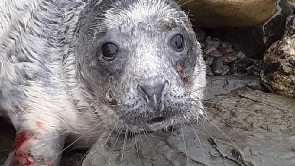 Injured grey seal pup