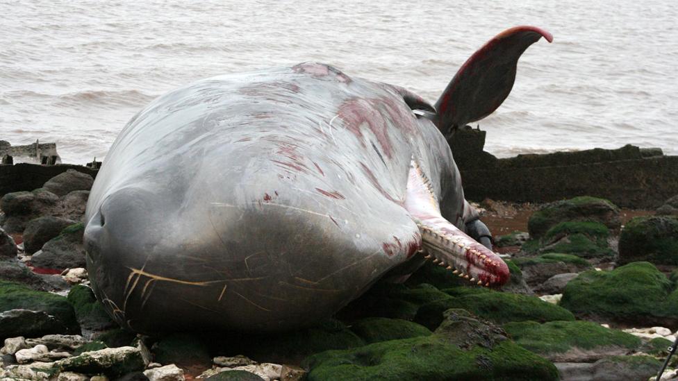 Whale, Hunstanton