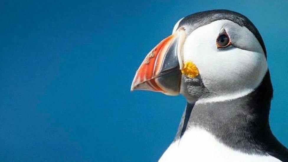 Puffin on Skomer Island