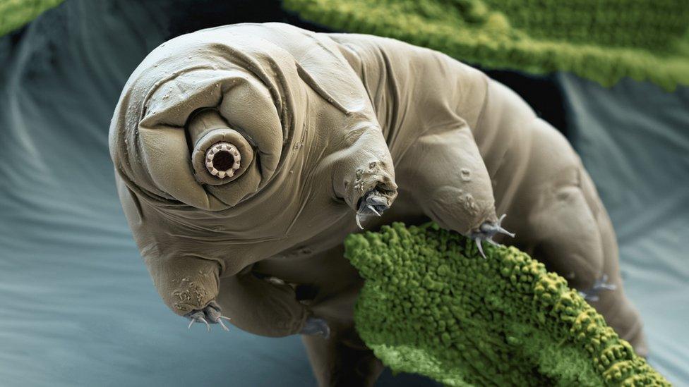 A tardigrade