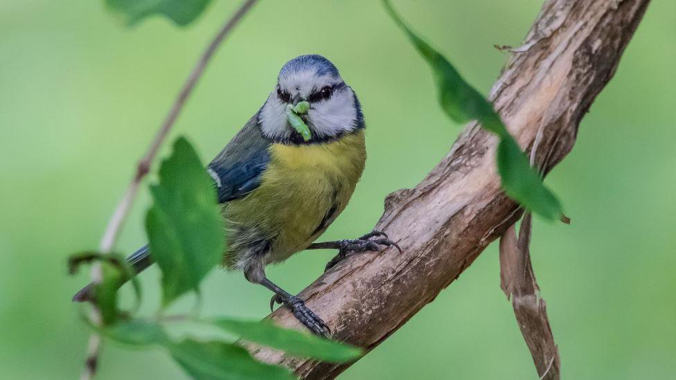 Blue tit