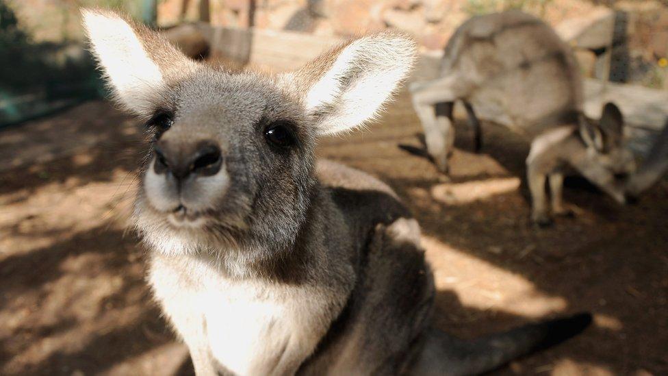 Kangaroo leans into camera