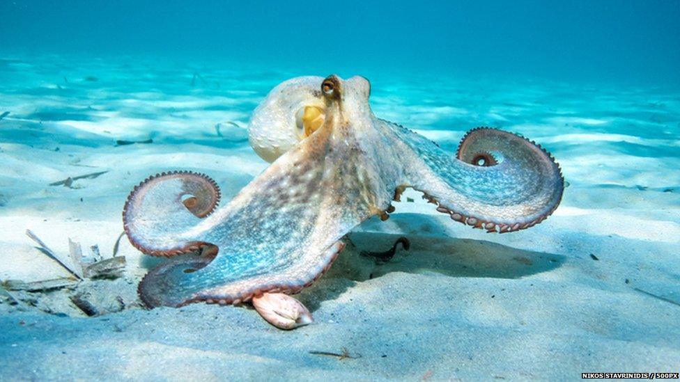 octopus on sea floor