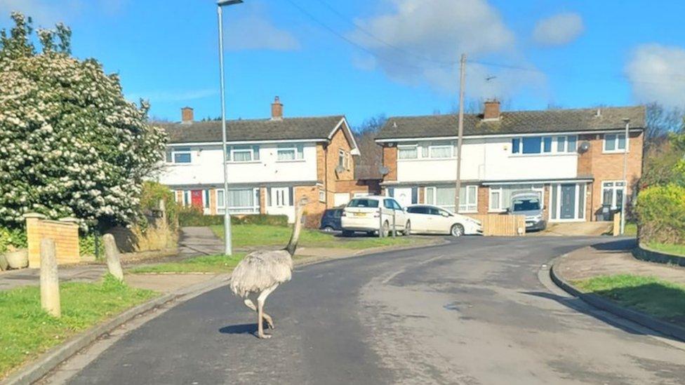 Rhea bird on a housing estate