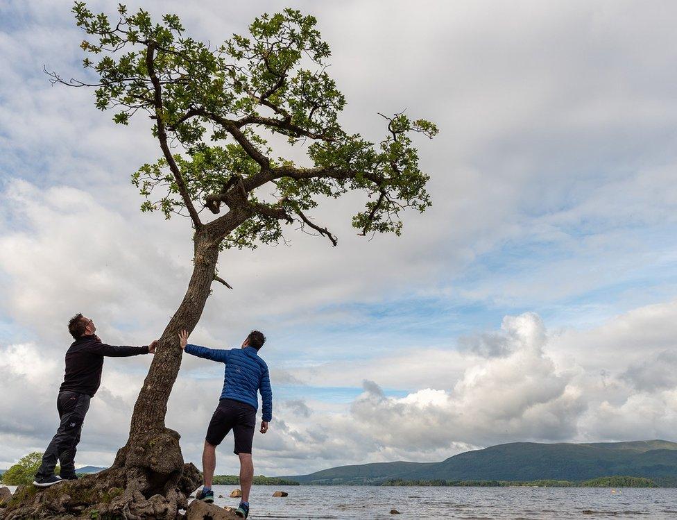 The Milarrochy oak