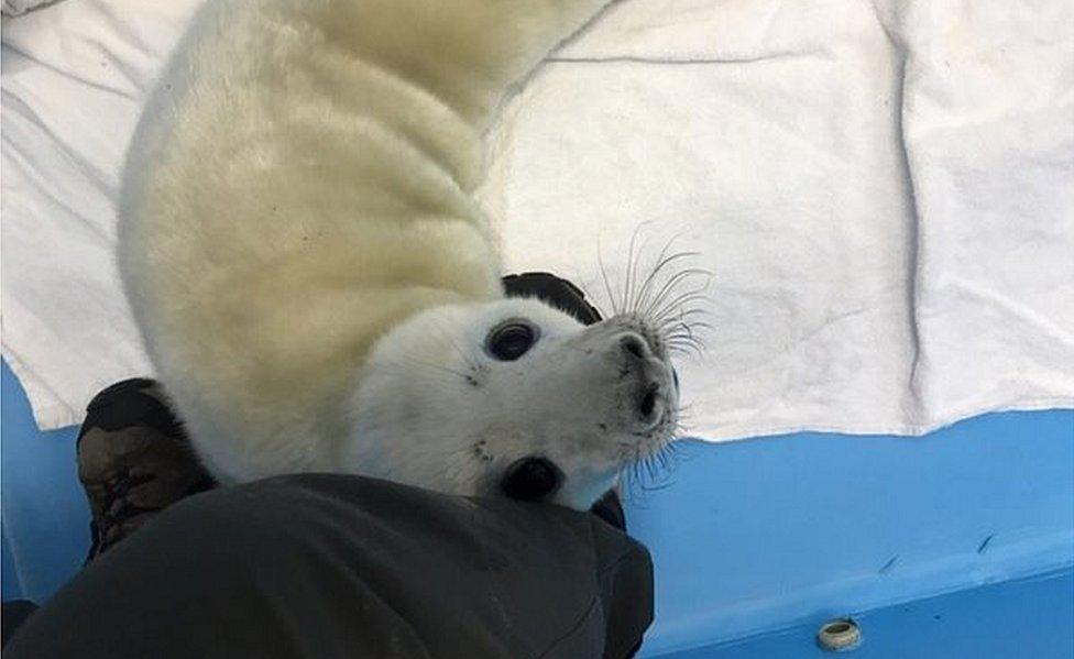 Baby grey seal