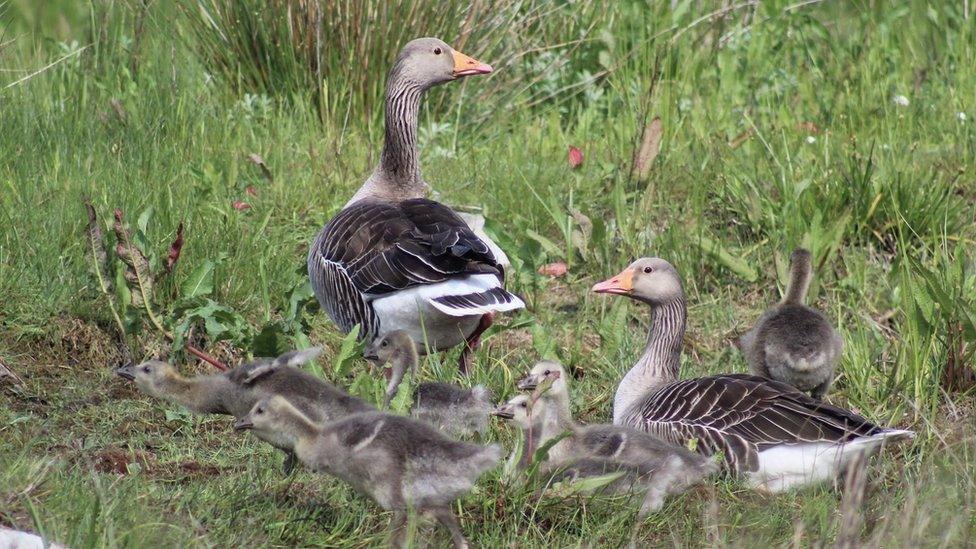 Greylag geese family, Morfa Madryn, near Llanfairfechan, Conwy County