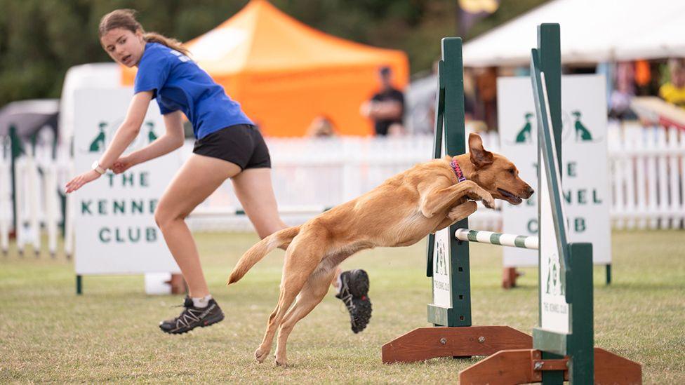 Jenna and Bee pictured on the agility course: Jenna, her hair in a ponytail and wearing black shorts and a blue t-shirt, is running to the left, clapping her hands; Bee, a golden Labrador, is to the right, leaping over a green and white striped pole.