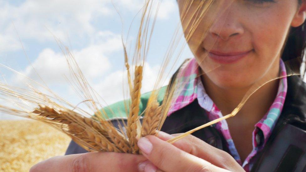 Woman in field of wheat checking the quality.