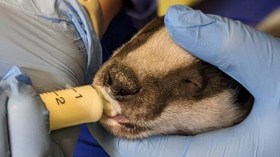 Badger cub being hand-fed