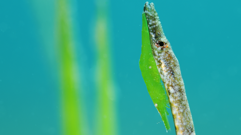 pipefish and green prawn