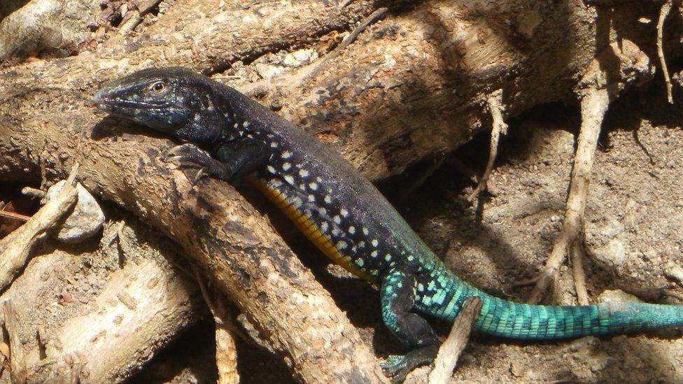 Whiptail lizard