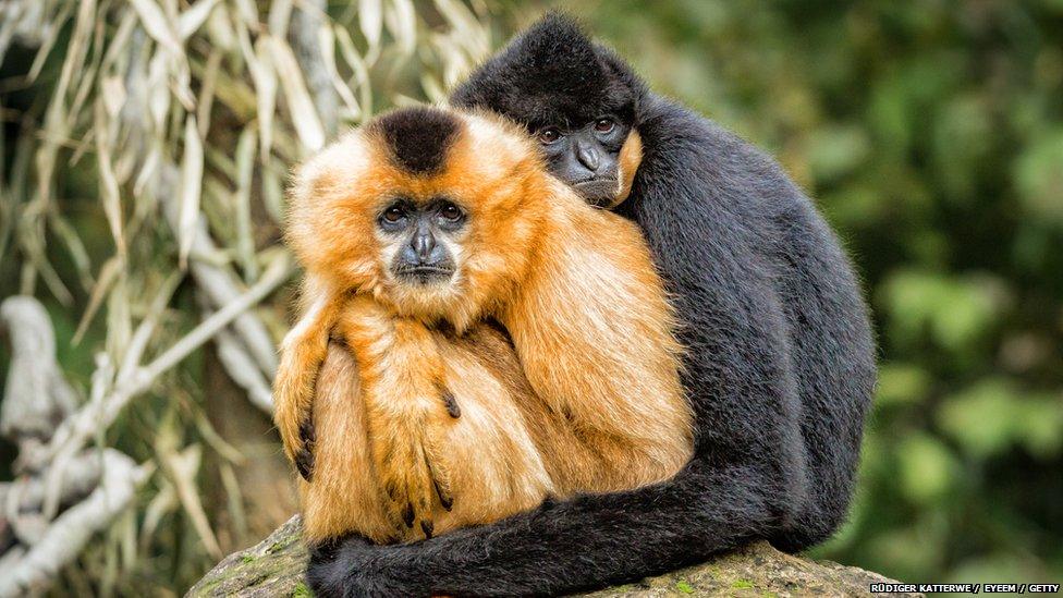 gibbons cuddling
