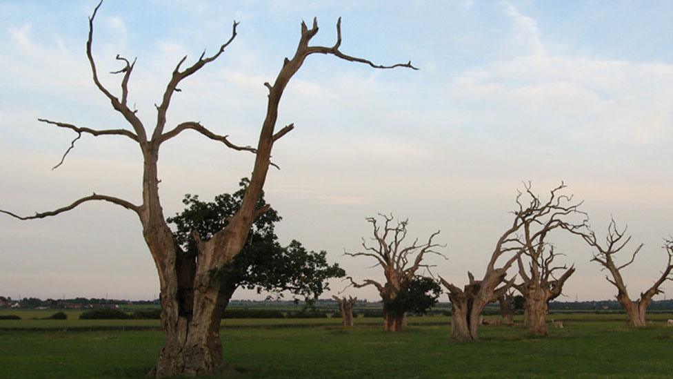 Dead oak trees, Mundon, Essex