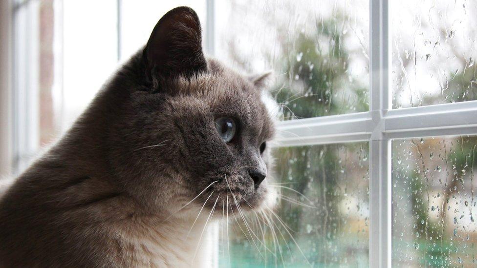 A cat looking out of a wet window at the rain