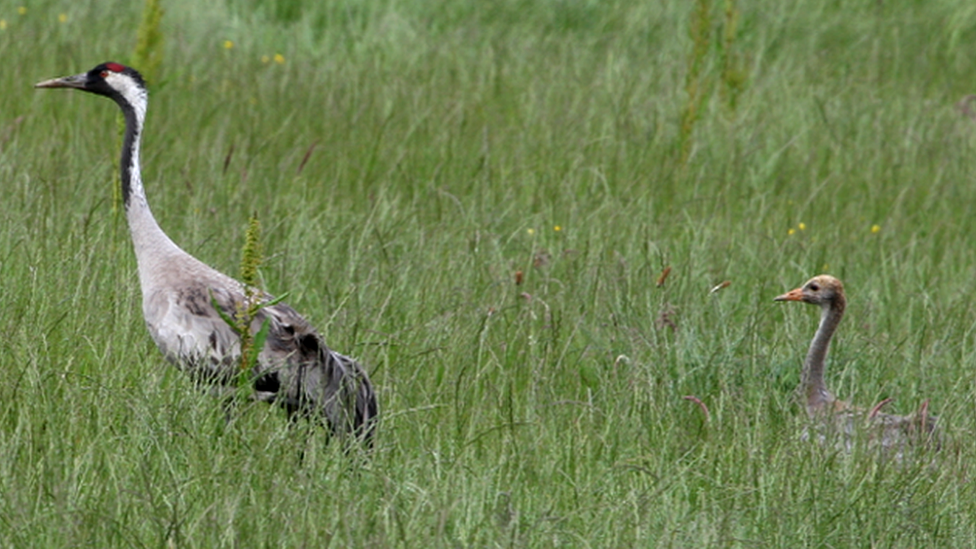 Adult crane and chick