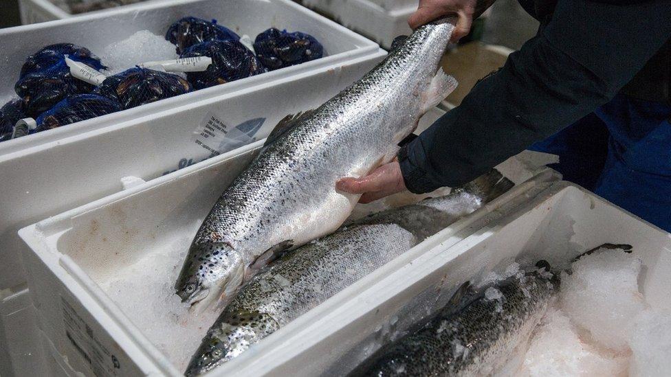 Examining a salmon at a Glasgow fish market