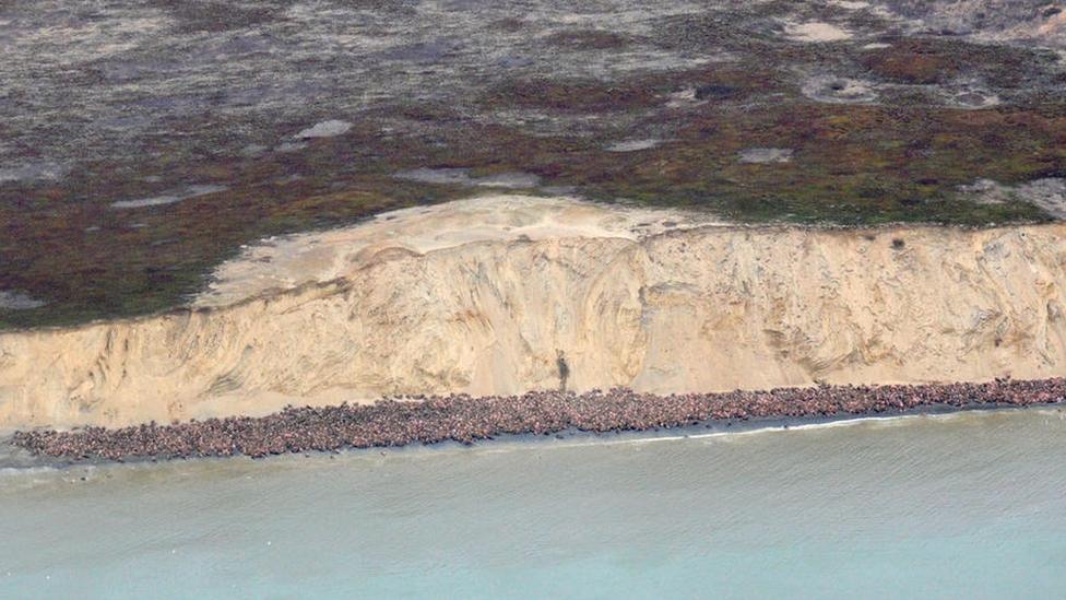 Walrus haul-out seen from the air