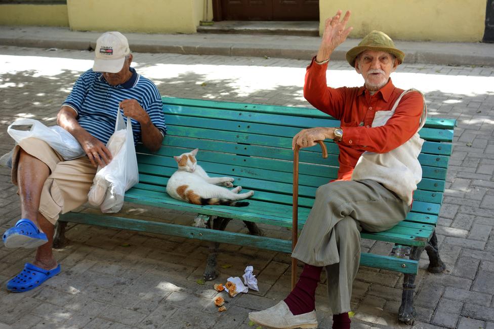 A cat resting on a bench with some elderly gents