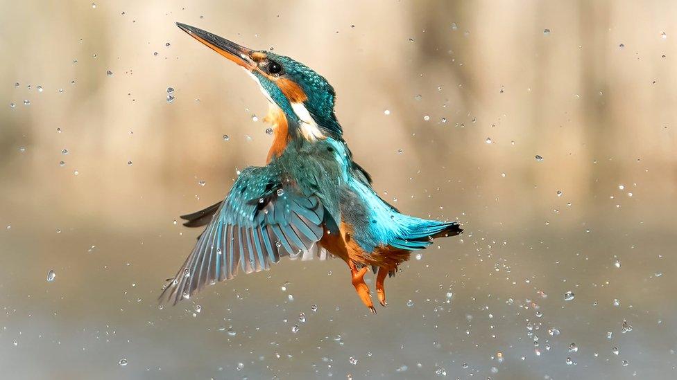 Kingfisher