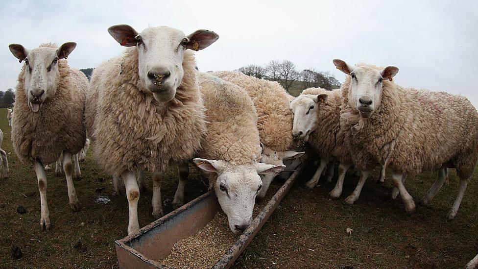 Six sheep eating grains out of a metal trough in a field. It appears to be a grey overcast day during winter, as the trees in the distance are bare. Several of the sheep are looking directly into the camera. 