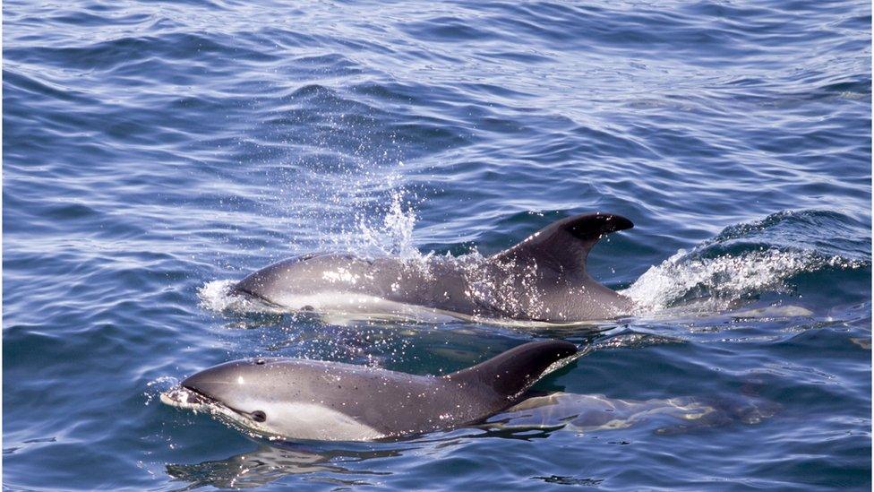 Two white sided dolphins playing in the wakes after a boat during a whale watching trip from Boston, MA