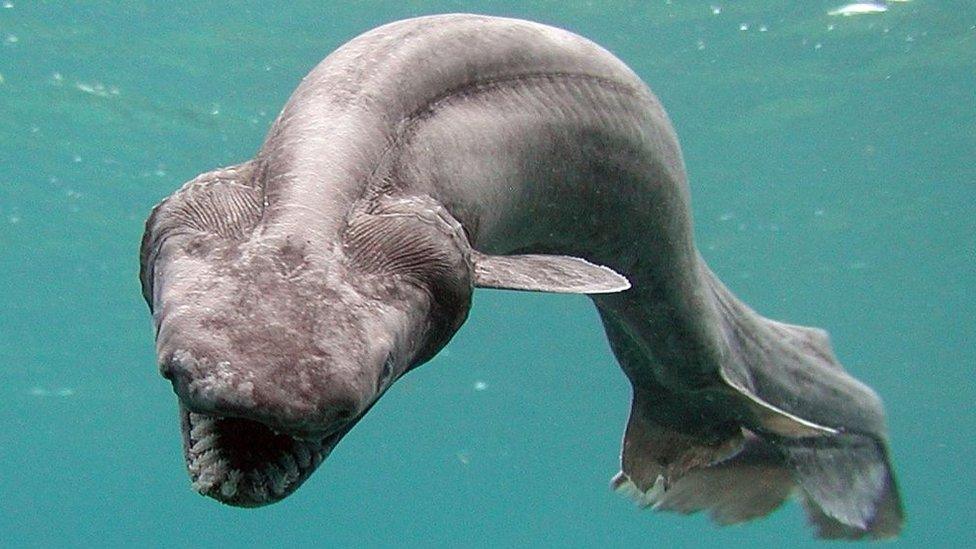 frilled-shark.