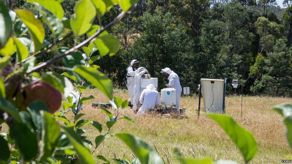 Bee hives in the Huon Valley, Tasmania, Australia