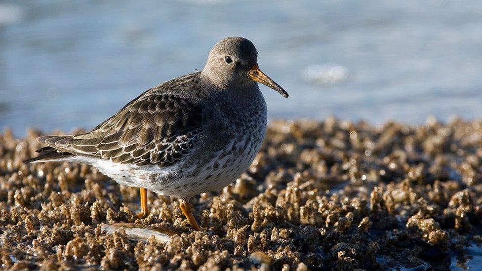 Library image of a purple sandpiper