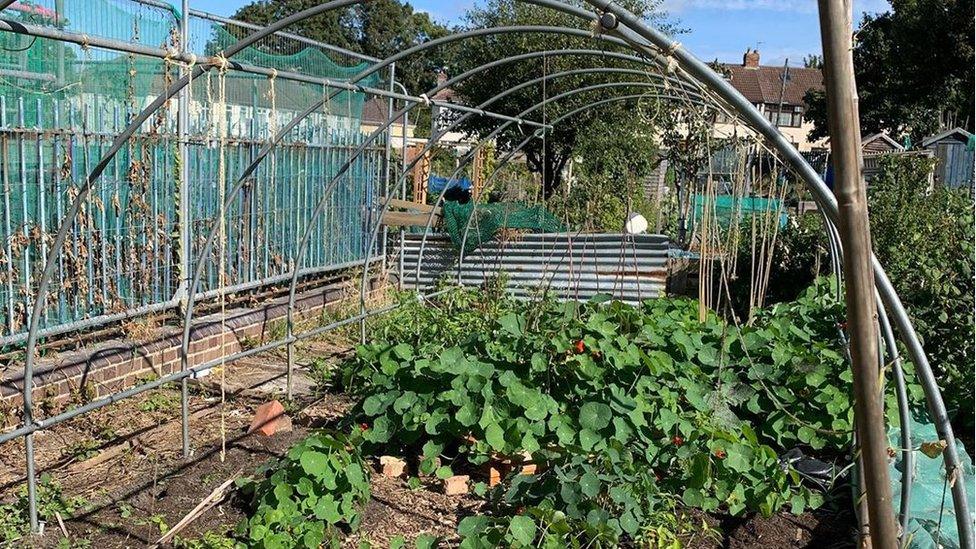 Edible Bristol's allotment