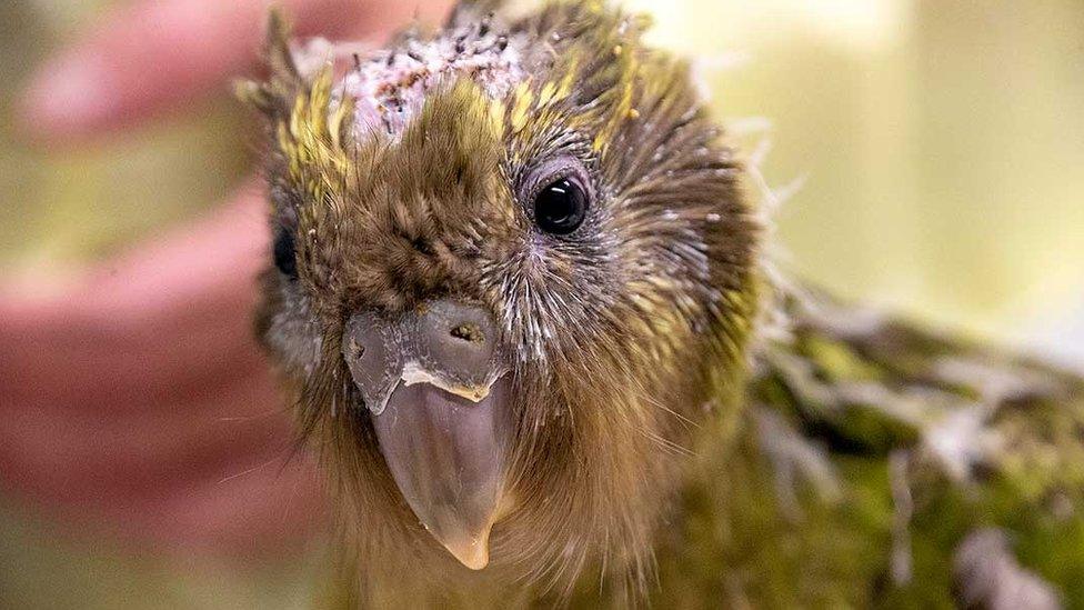 The kakapo chick is seen after its life-saving surgery