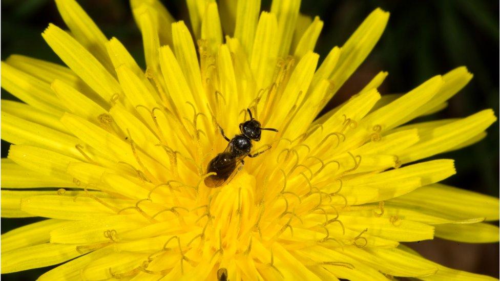 Smooth-gastered furrow bee