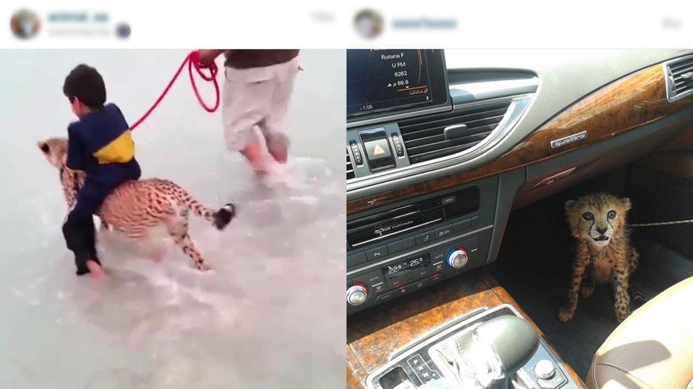 Social media cheetahs