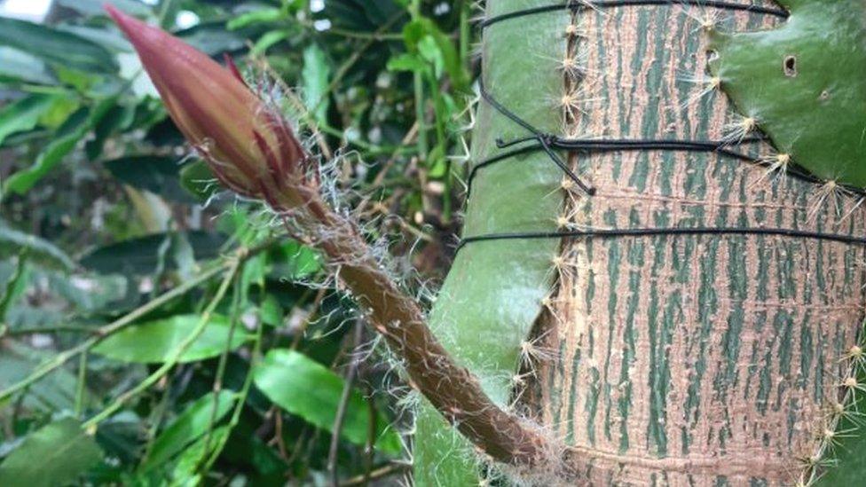 Moonflower bud