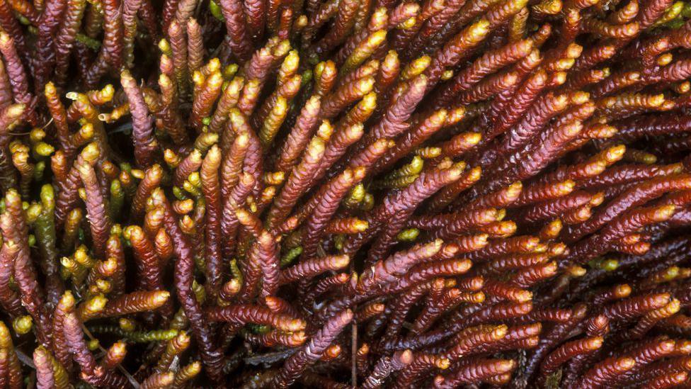 A close-up image of a colourful plant with traces of purple and gold 