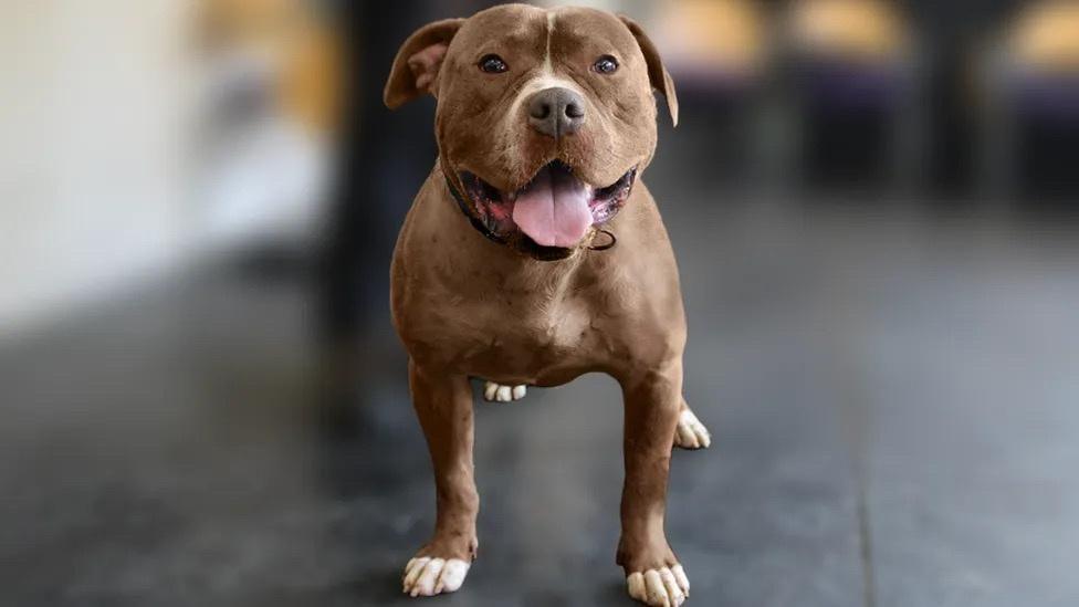 Brown dog staring at camera with tongue out